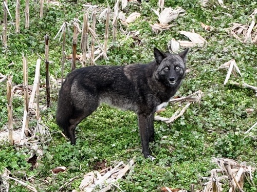 Coyote photographed in Alabama