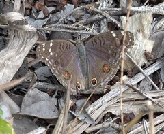 Junonia rhadama