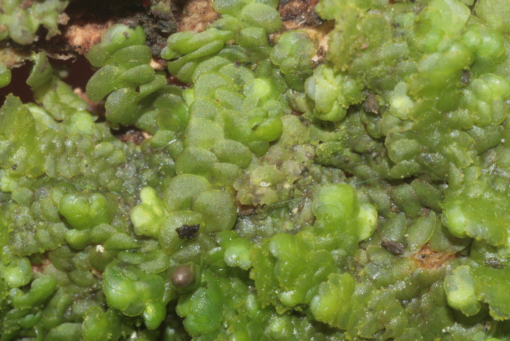 Radula