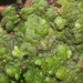 Flat-leaved Scalewort - Photo HermannSchachner, no known copyright restrictions (public domain)
