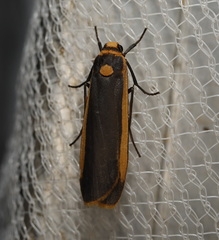Brunia dorsalis