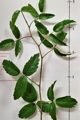 Rubus schmidelioides