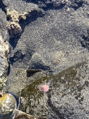 Patelloida corticata