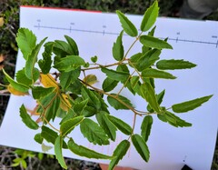 Rubus schmidelioides