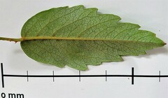 Rubus schmidelioides