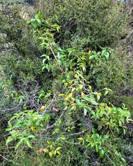 Rubus schmidelioides