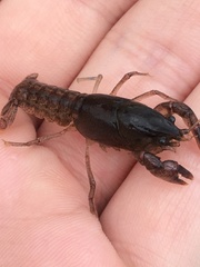 Creaserinus hedgpethi