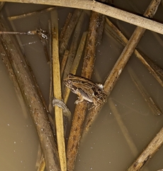 Physalaemus biligonigerus