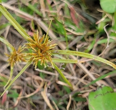 Cyperus odoratus