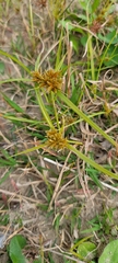 Cyperus odoratus