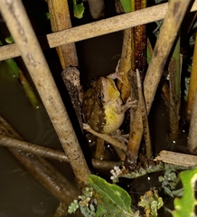 Scinax nasicus