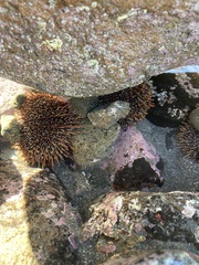 Evechinus chloroticus