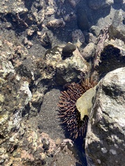 Evechinus chloroticus