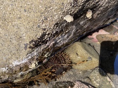 Evechinus chloroticus