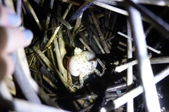 Physalaemus biligonigerus