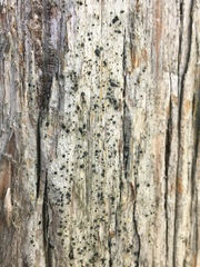 Cresponea chloroconia