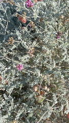 Astragalus magdalenae