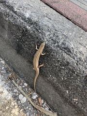 Heremites vittatus