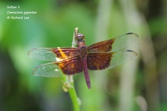 Camacinia gigantea