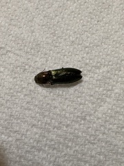 Nitidolimonius resplendens