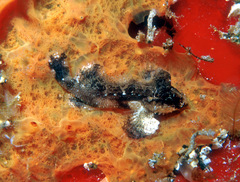 Acanthosphex leurynnis