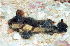 Acanthosphex leurynnis