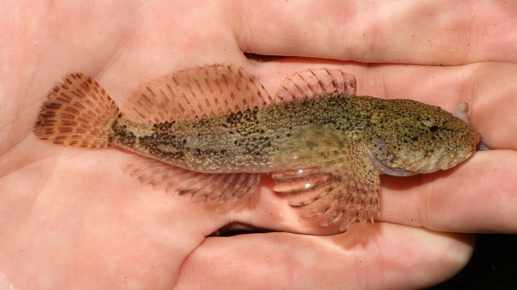 Potomac Sculpin