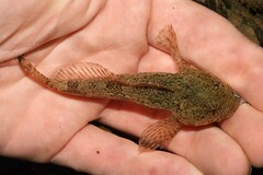 Cottus girardi