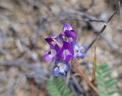 Astragalus nuttallianus