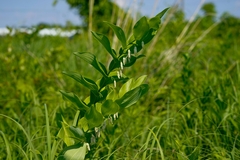 Polygonatum biflorum commutatum