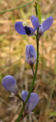 Comesperma volubile