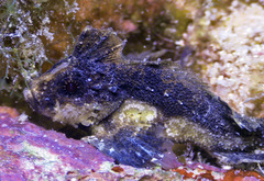 Acanthosphex leurynnis