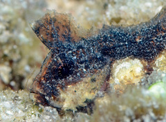 Acanthosphex leurynnis
