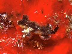 Acanthosphex leurynnis