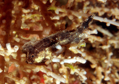 Acanthosphex leurynnis