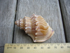 Struthiolaria papulosa