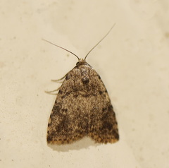 Tolpia conscitulana