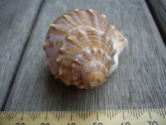 Struthiolaria papulosa