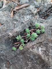 Sedum potosinum