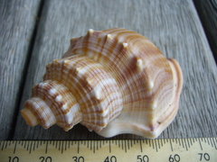 Struthiolaria papulosa