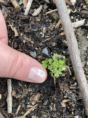 Alchemilla australis