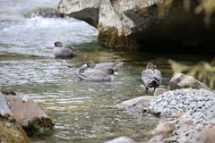 Hymenolaimus malacorhynchos