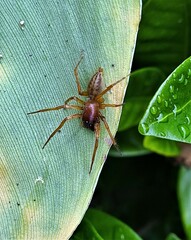 Phonognatha graeffei