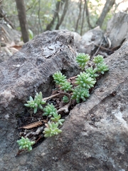 Sedum potosinum