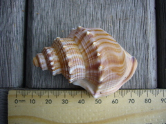 Struthiolaria papulosa