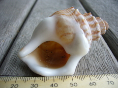 Struthiolaria papulosa