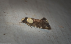 Coesyra hemiphragma