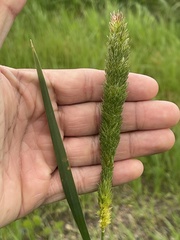 Phalaris aquatica