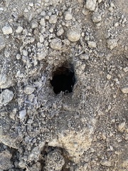 Calisoga longitarsis
