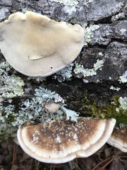Trametes lactinea